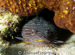 Splendid Toadfish, Cozumel. by Abimael Márquez 